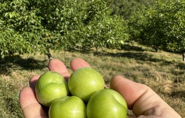 İZMİR ÖDEMİŞ’ TE LÜBBEY KÖYÜ YOLU ÜZERİ ÇİFTLİK ARAZİSİ