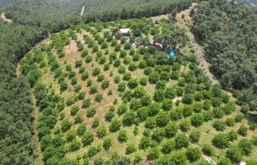 İZMİR ÖDEMİŞ’ TE LÜBBEY KÖYÜ YOLU ÜZERİ ÇİFTLİK ARAZİSİ