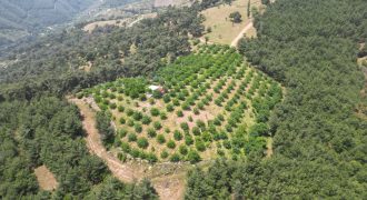 İZMİR ÖDEMİŞ’TE LÜBBEY KÖYÜ YOLU ÜZERİ ÇİFTLİK ARAZİSİ