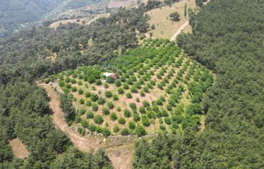 İZMİR ÖDEMİŞ’ TE LÜBBEY KÖYÜ YOLU ÜZERİ ÇİFTLİK ARAZİSİ